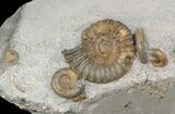 Beatiful Arnioceras Ammonite - England #46150-1